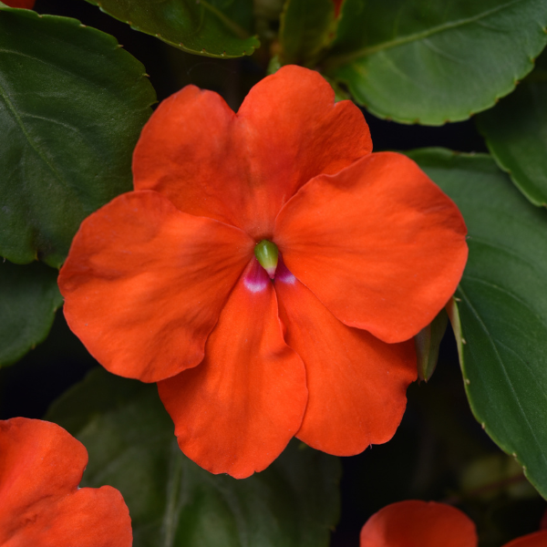 Impatiens walleriana 'Beacon Orange'