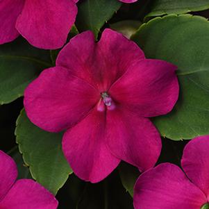 Impatiens walleriana 'Beacon Violet Shades'