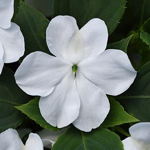 Impatiens walleriana 'Beacon White'