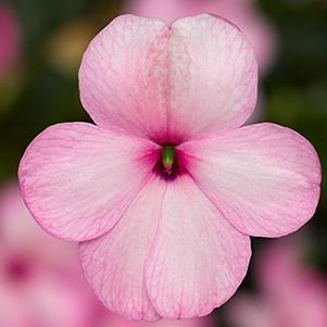 Impatiens walleriana 'Imara XDR Pink'