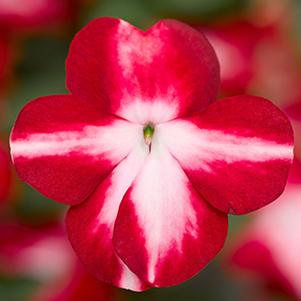 Impatiens walleriana 'Imara XDR Red Star'