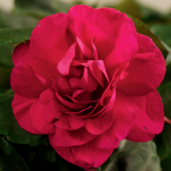 Impatiens walleriana 'Silhouette Purple'