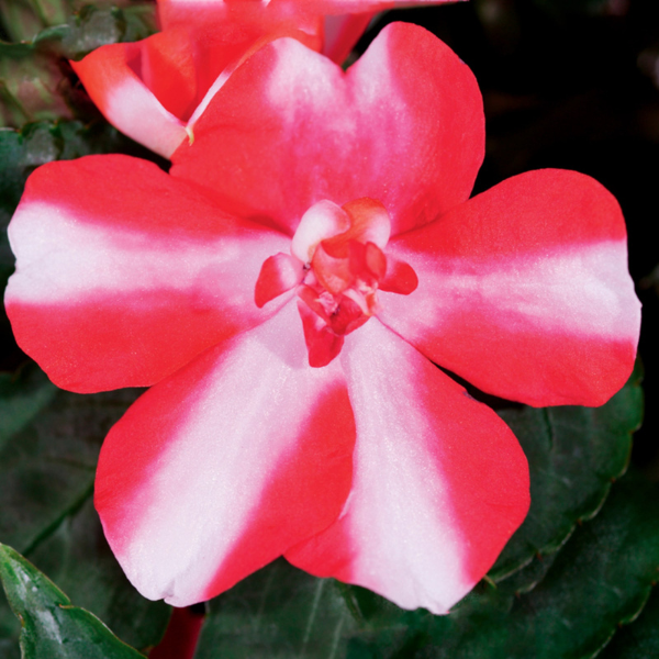 Impatiens walleriana 'Silhouette Red Star'