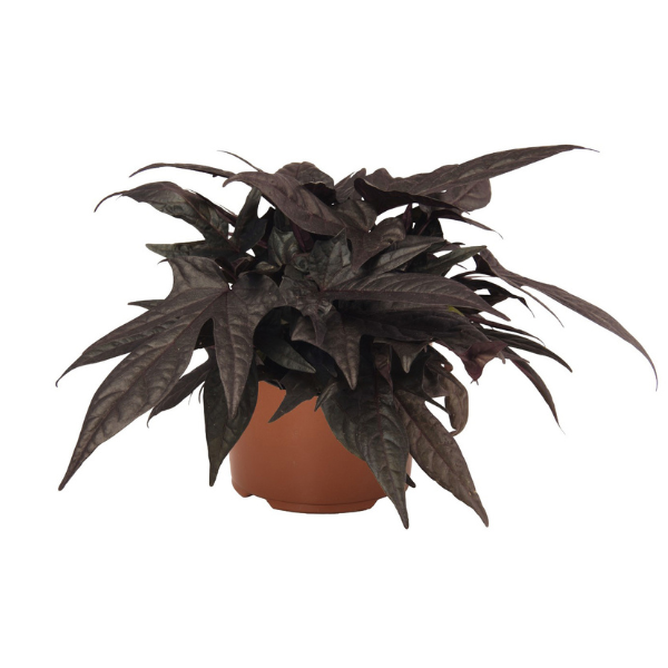 Ipomoea batatas 'FloraMia Black'