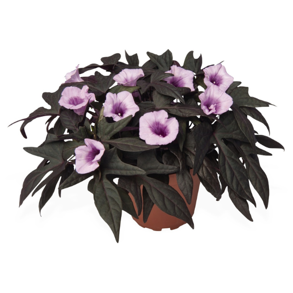 Ipomoea batatas 'FloraMia Nero'