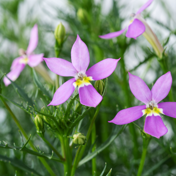 Isotoma axillaris 'Isotoma Fizz N Pop Glowing Violet'