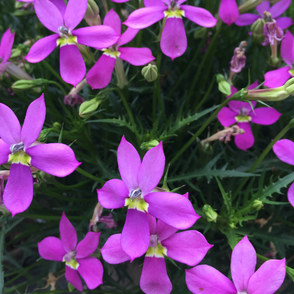 Isotoma axillaris 'Isotoma Fizz N Pop Pretty N Pink'