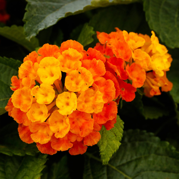 Lantana camara 'Bandolero Guava'