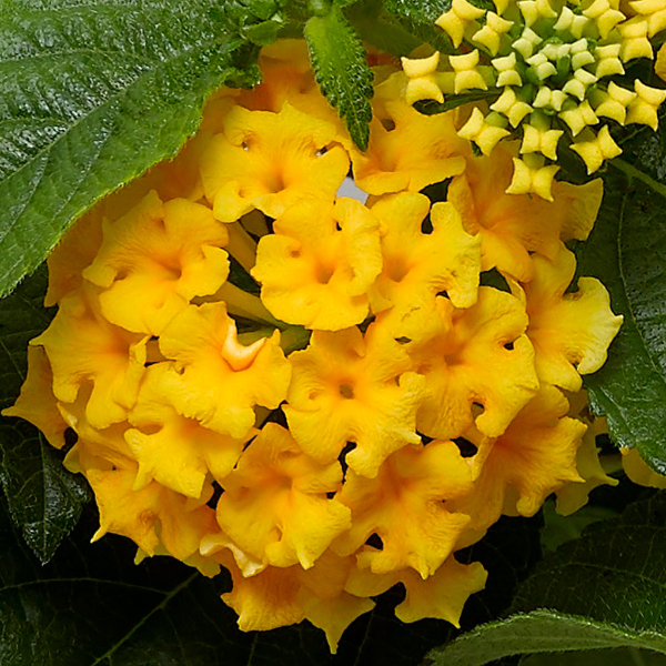 Lantana camara 'Bandolero Pineapple'