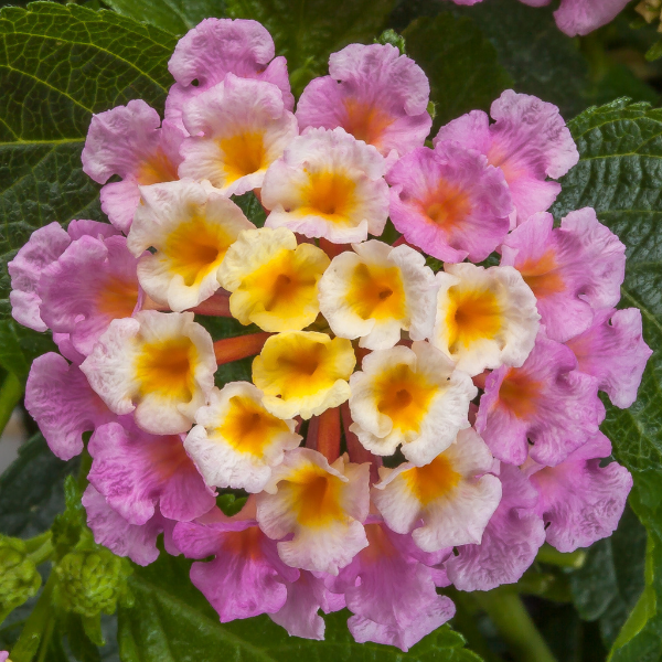 Lantana camara 'Bandolero Pink'