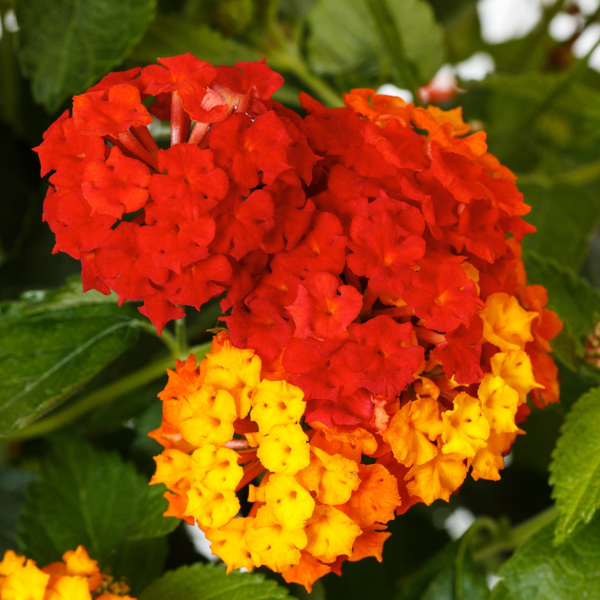 Lantana camara 'Bandolero Red'