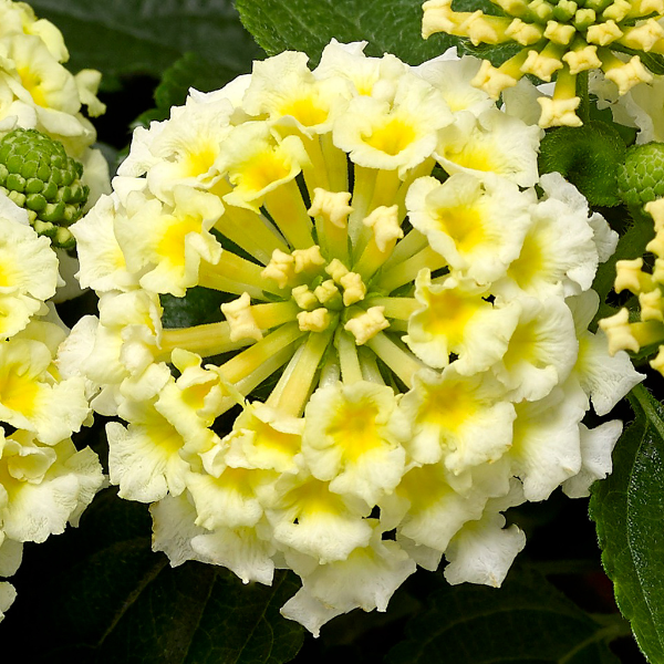 Lantana camara 'Bandolero White'