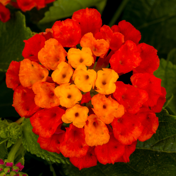 Lantana camara 'Hot Blooded Red'