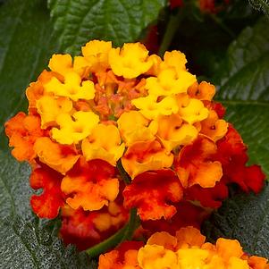 Lantana camara 'Landscape Bandana Clementine'