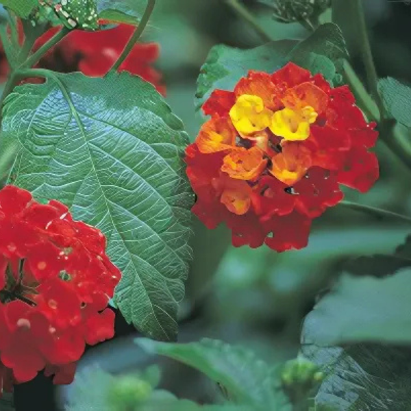 Lantana camara 'Dallas Red'