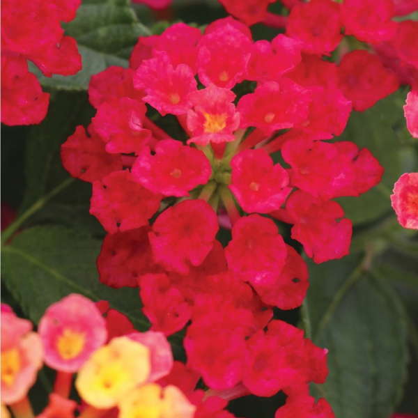 Lantana camara 'Havana Cherry'