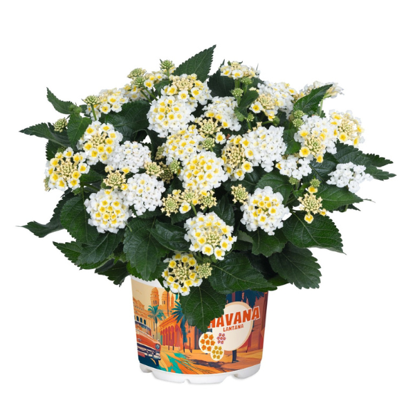 Lantana camara 'Havana Full Moon'