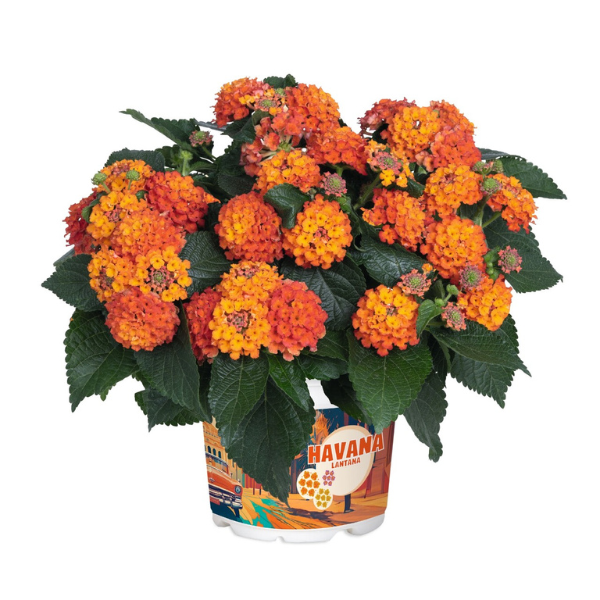 Lantana camara 'Havana Harvest Moon'