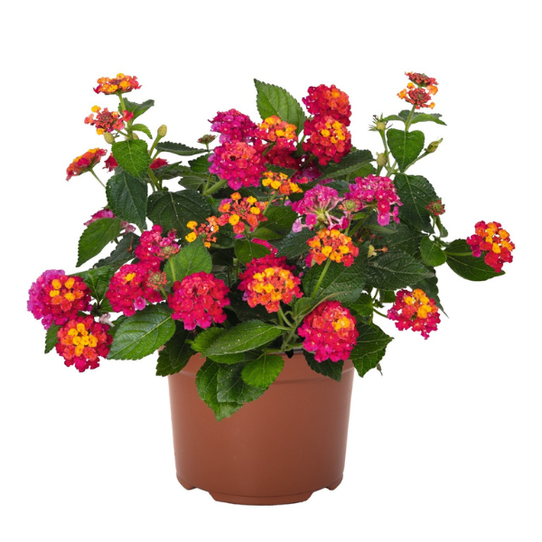 Lantana camara 'Havana Pink Sky'