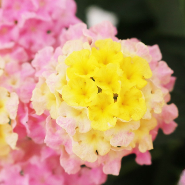 Lantana camara 'Havana Sunrise'