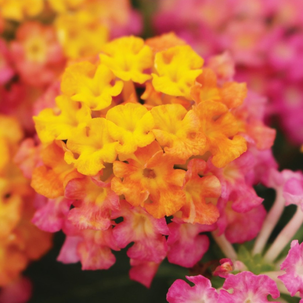 Lantana camara 'Havana Sunset'