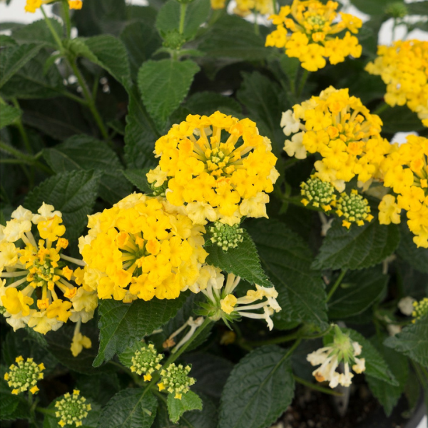 Lantana camara 'Havana Sunshine'