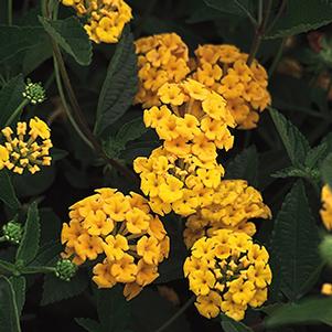 Lantana camara 'New Gold'