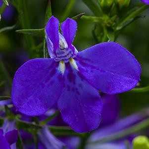 Lobelia erinus 'Techno Cobalt Blue'