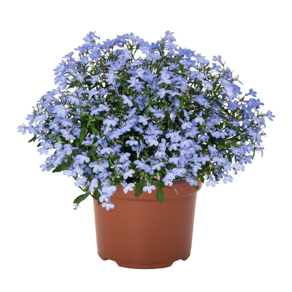 Lobelia erinus 'Bella Aqua'