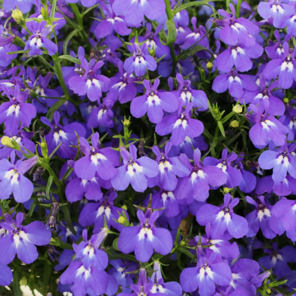 Lobelia erinus 'Bella Azure'