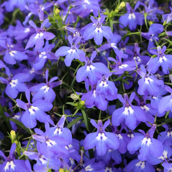 Lobelia erinus 'Bella Mare'