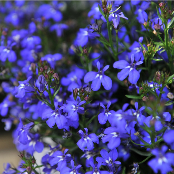 Lobelia erinus 'Bella Oceano'