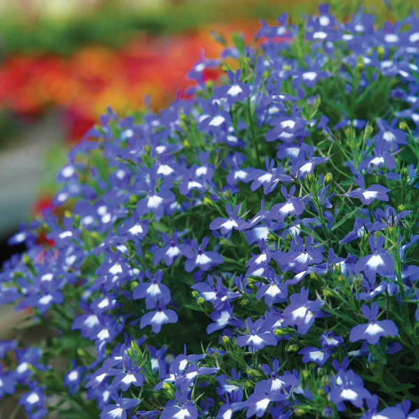 Lobelia erinus 'Hot Bavaria'