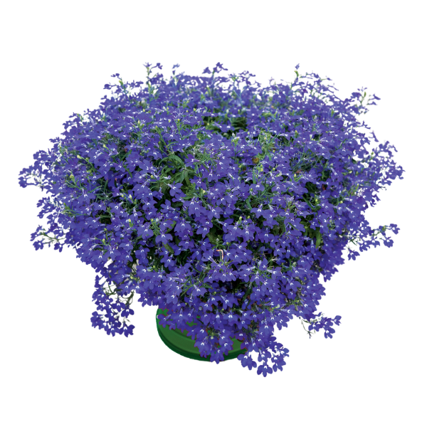 Edging Lobelia