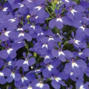 Lobelia erinus 'Hot Brilliant Blue'