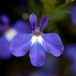 Lobelia erinus 'Hot Giant Blue'