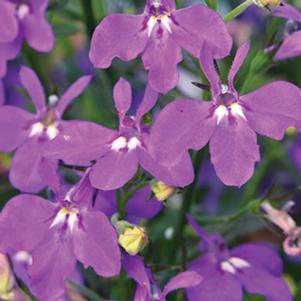 Lobelia erinus 'Hot Purple'