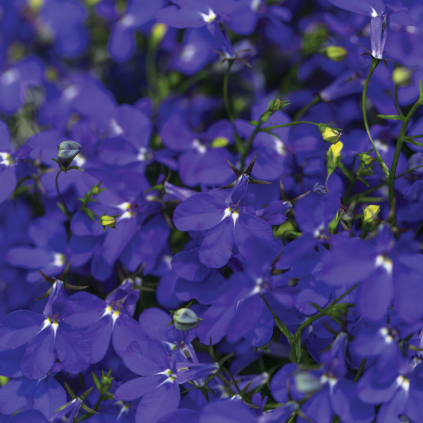 Lobelia erinus 'Hot Royal Blue'