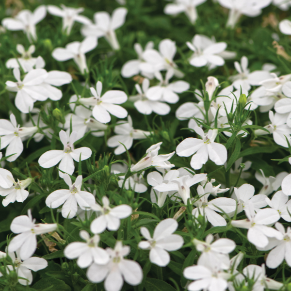 Lobelia erinus 'Hot Snow White'