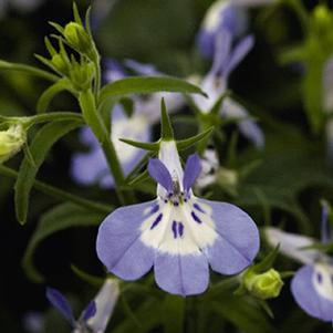 Lobelia erinus 'Hot Tiger Eyes'