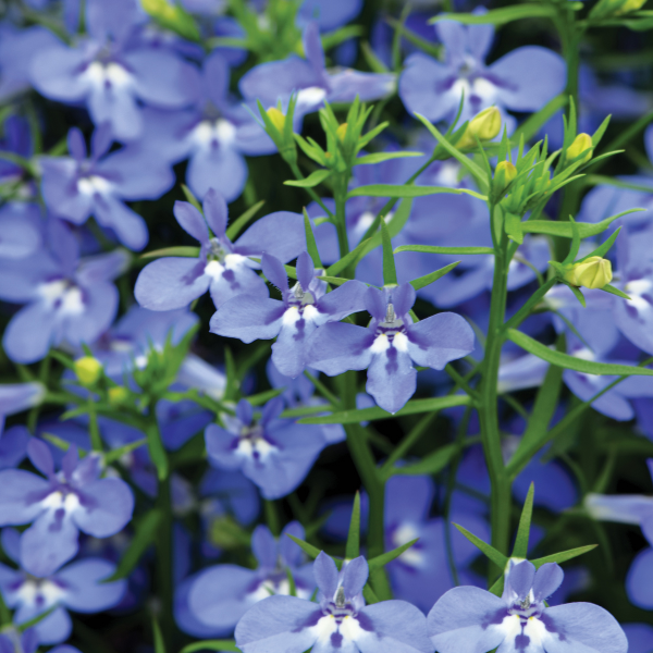 Lobelia erinus 'Hot Waterblue'