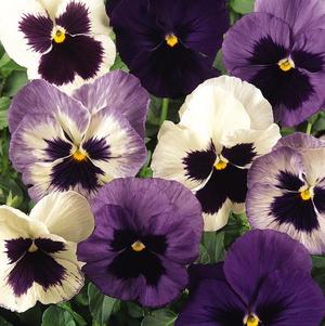 Pansy viola x wittrockiana 'Matrix Ocean Breeze Mix'