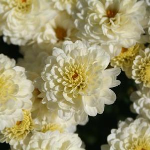 Mum chrysanthemum x morifolium 'Gigi Snow'