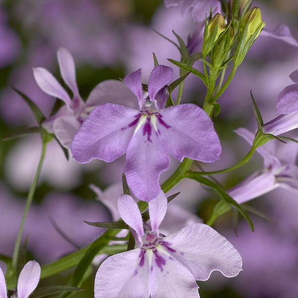 Lobelia erinus 'Techno Lilac'