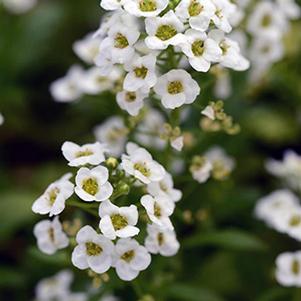 Lobularia maritima 'Featherlight White'