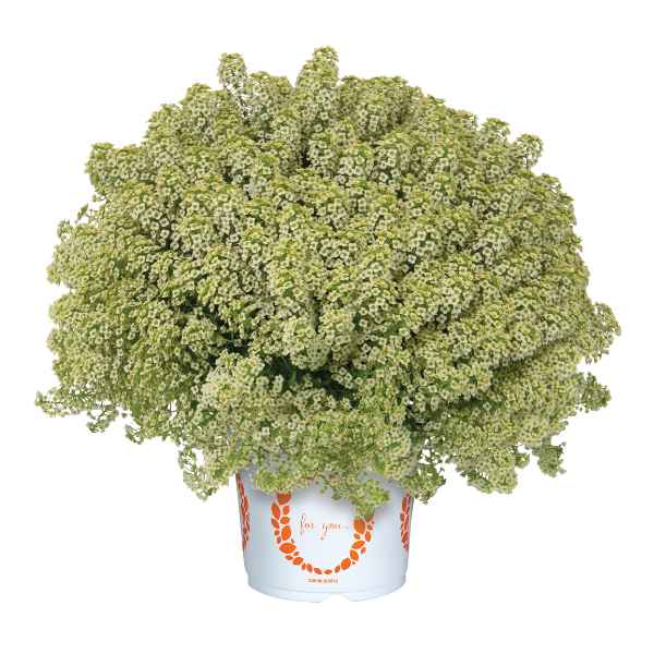 Lobularia maritima 'Yolo French Vanilla'