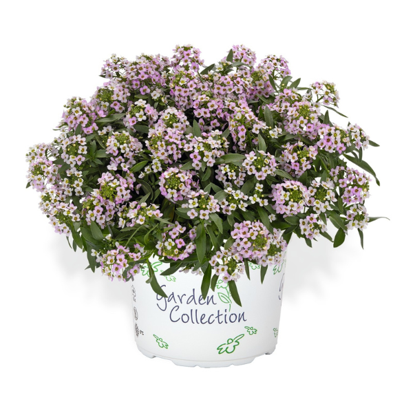 Lobularia maritima 'Yolo Top Lavender'