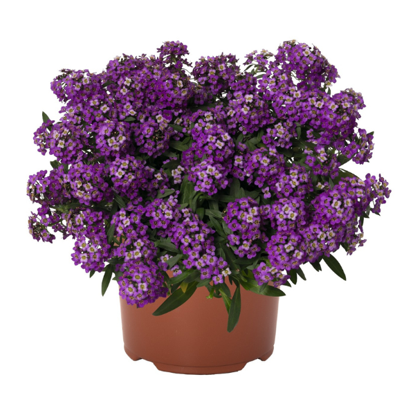 Lobularia maritima 'Yolo Top Purple '20'