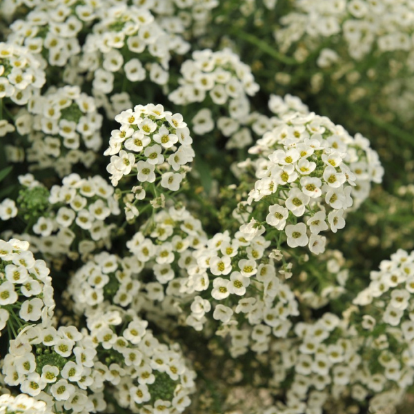 Lobularia maritima 'Yolo White'