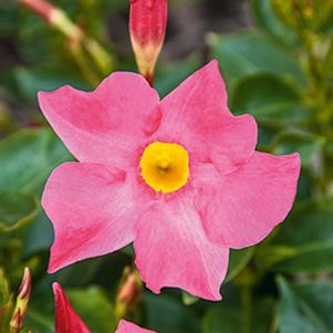 Mandevilla hybrida 'Bella Pink'